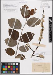 Foto von Salix caprea L.